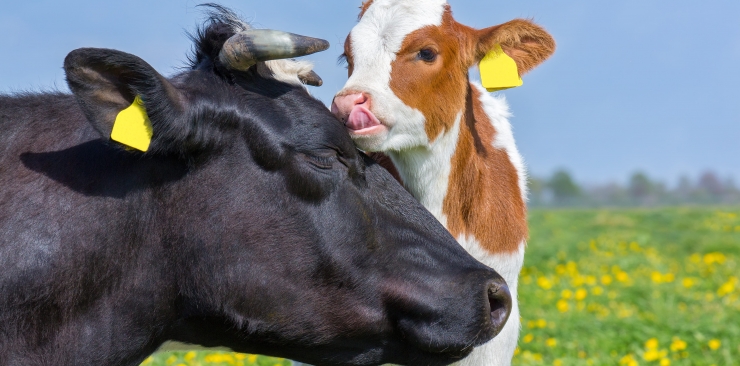 Zaburzenia gospodarki mineralnej u bydła mlecznego